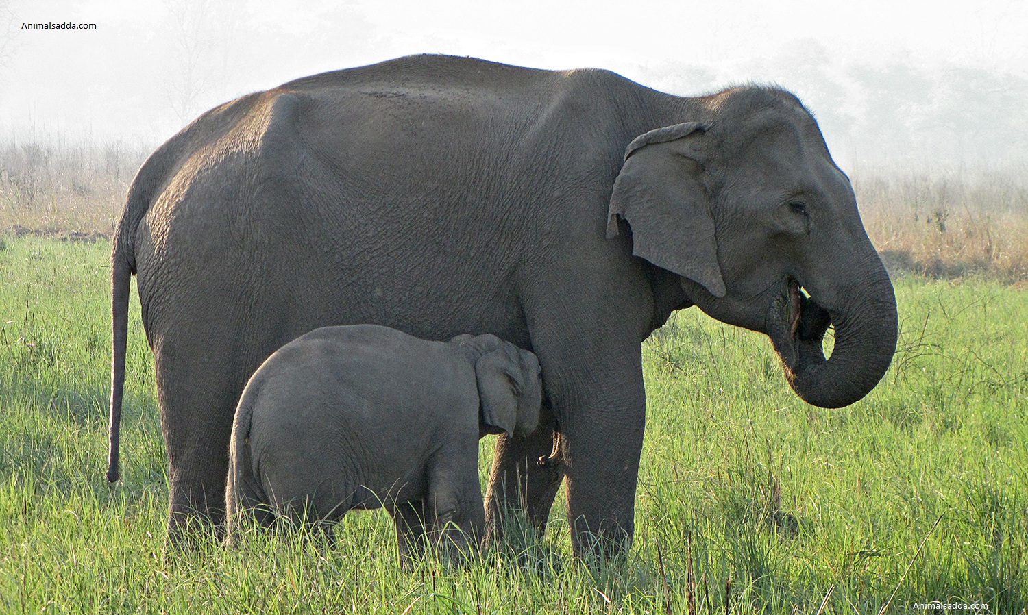 elephant reproduction cycle