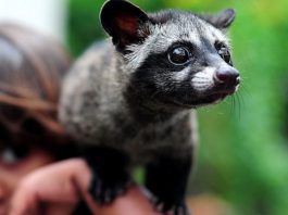 Asian Palm Civet