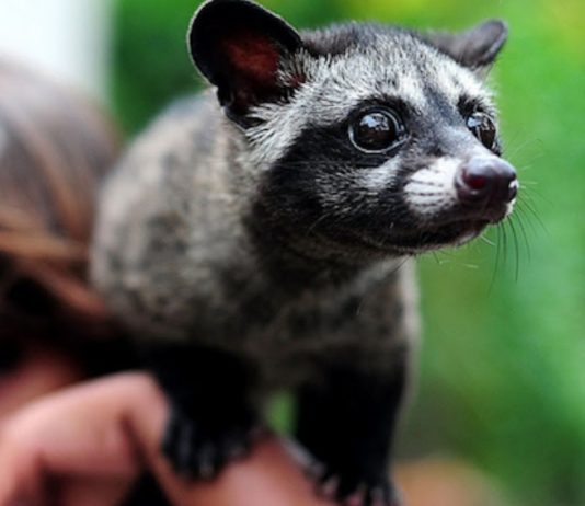 Asian Palm Civet