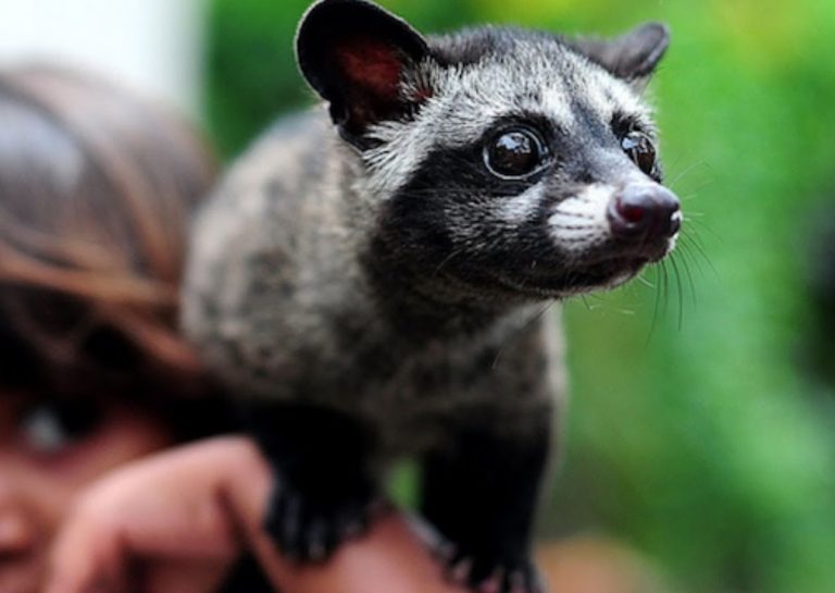 Asian Palm Civet