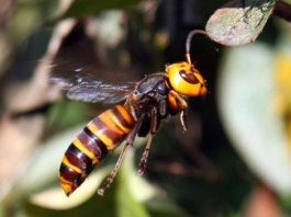 Asian Giant Hornet