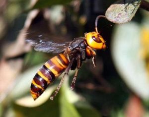 Asian Giant Hornet