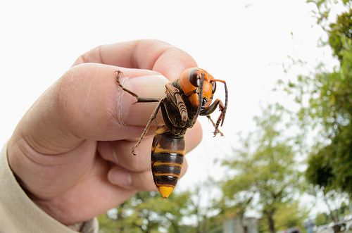 Asian-giant-hornet-8.jpg