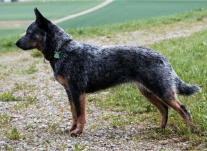 Australian Cattle Dog Breed Information