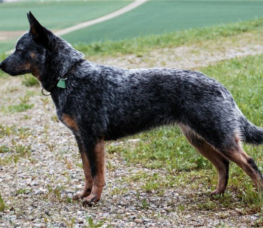 Australian Cattle Dog