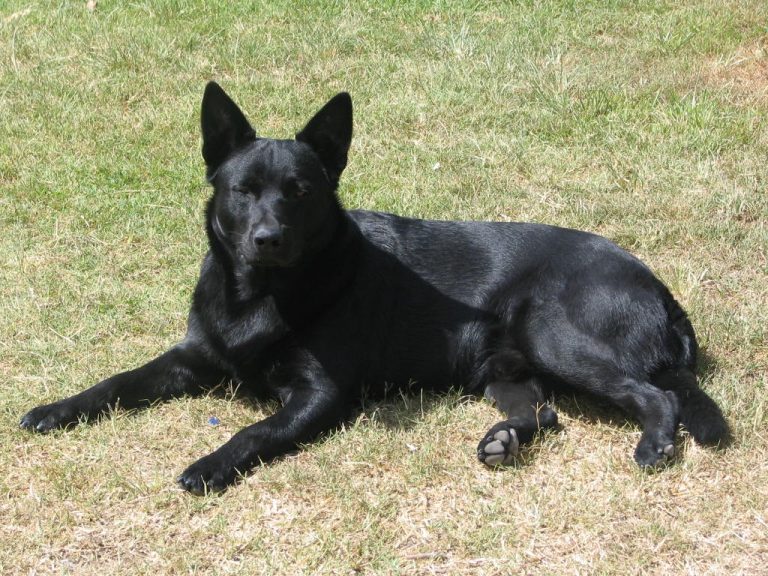 Australian Kelpie Dog