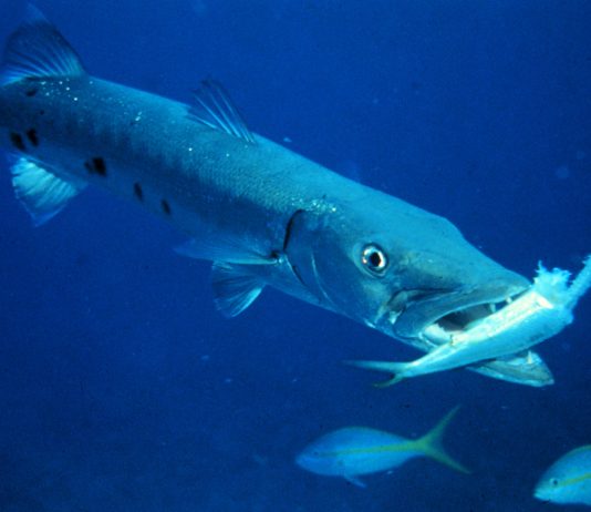 barracuda