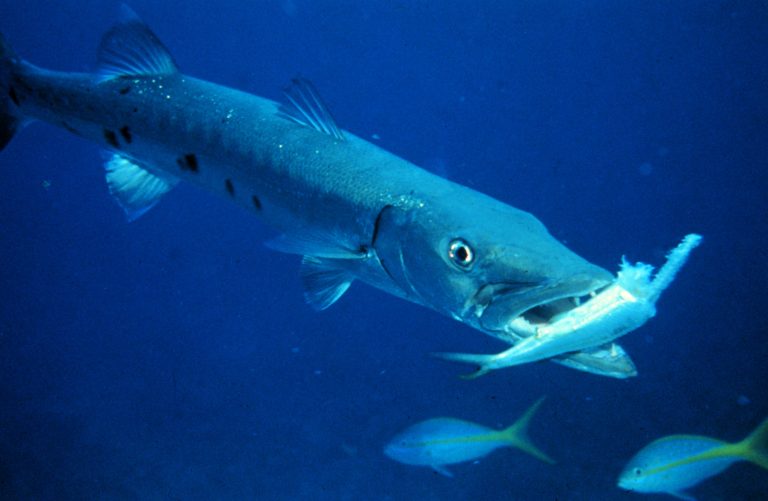 barracuda