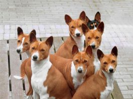 Basenji Dog