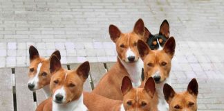 Basenji Dog