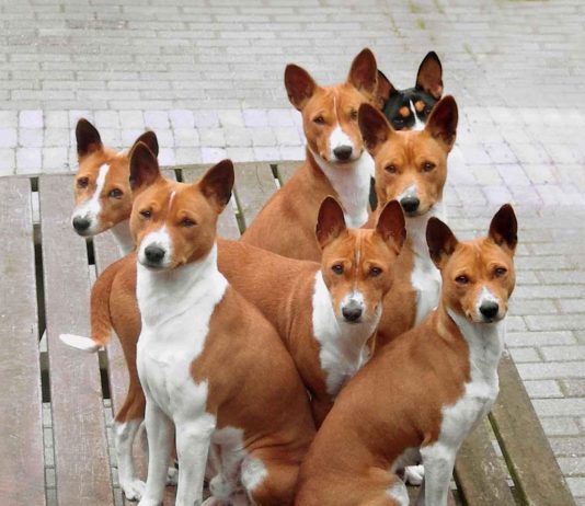 Basenji Dog