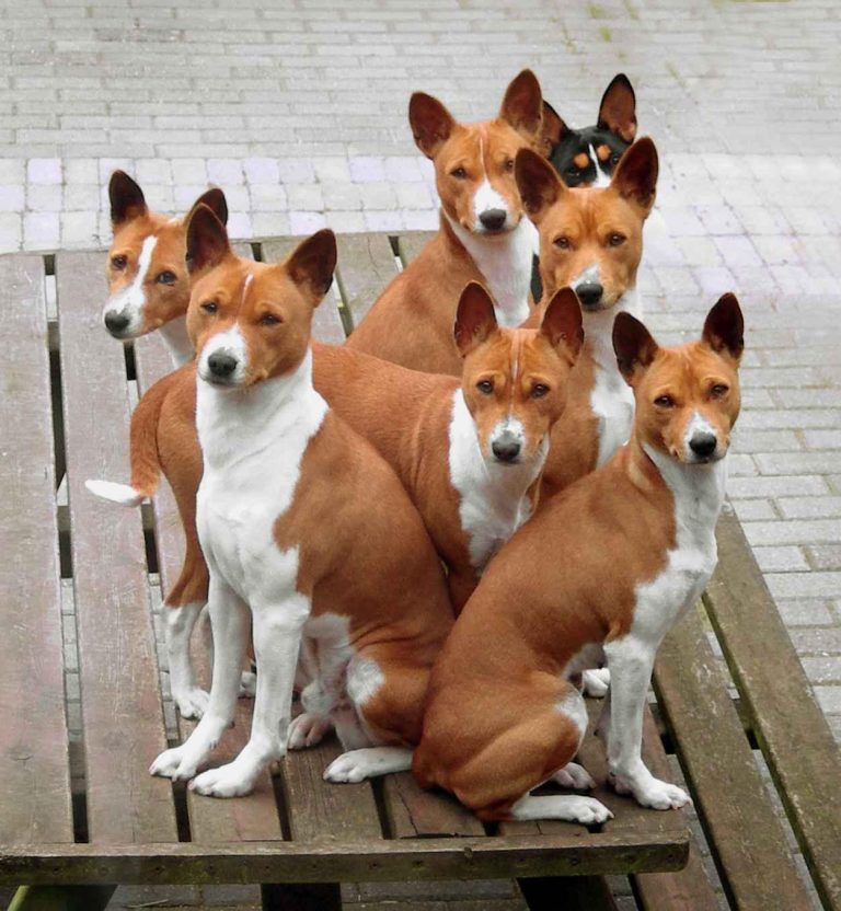 Basenji Dog