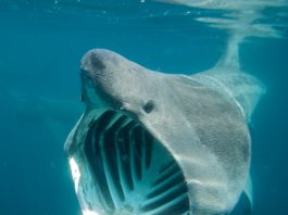 Basking Shark