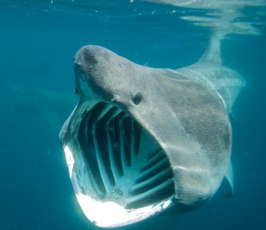 Basking Shark