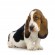 Basset Hound - Puppies, Pictures, Diet, Breeding, Facts, Habitat ...