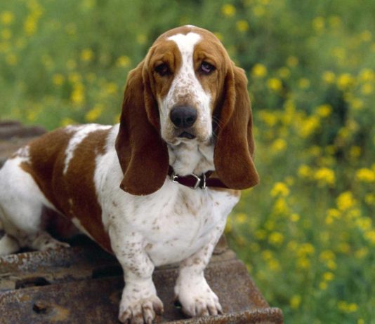 Basset Hound