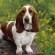 Basset Hound - Puppies, Pictures, Diet, Breeding, Facts, Habitat ...