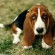 Basset Hound - Puppies, Pictures, Diet, Breeding, Facts, Habitat ...