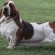 Basset Hound - Puppies, Pictures, Diet, Breeding, Facts, Habitat ...