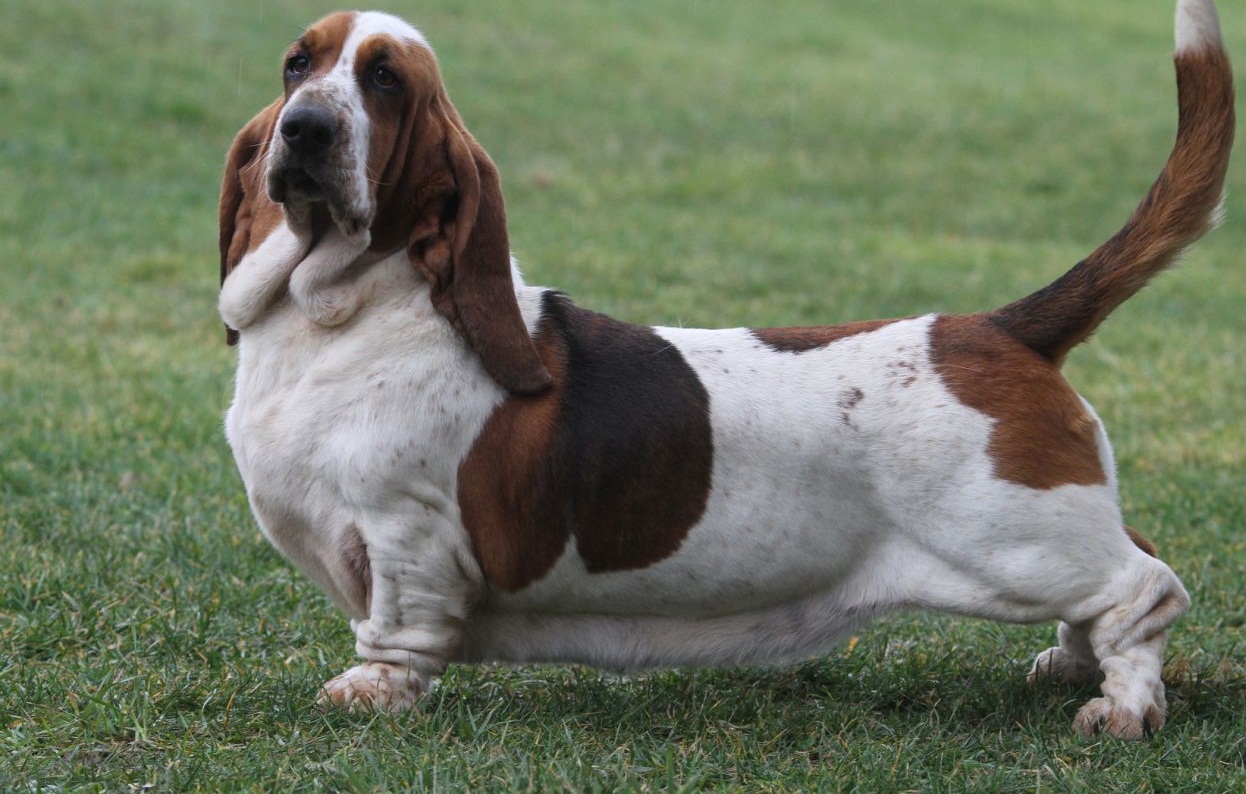 are male or female basset hounds better