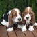 Basset Hound - Puppies, Pictures, Diet, Breeding, Facts, Habitat ...