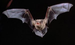 Bat