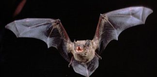 Bat