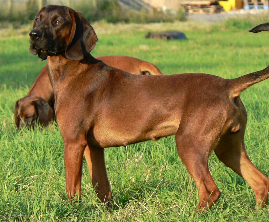 bavarian mountain hound rescue