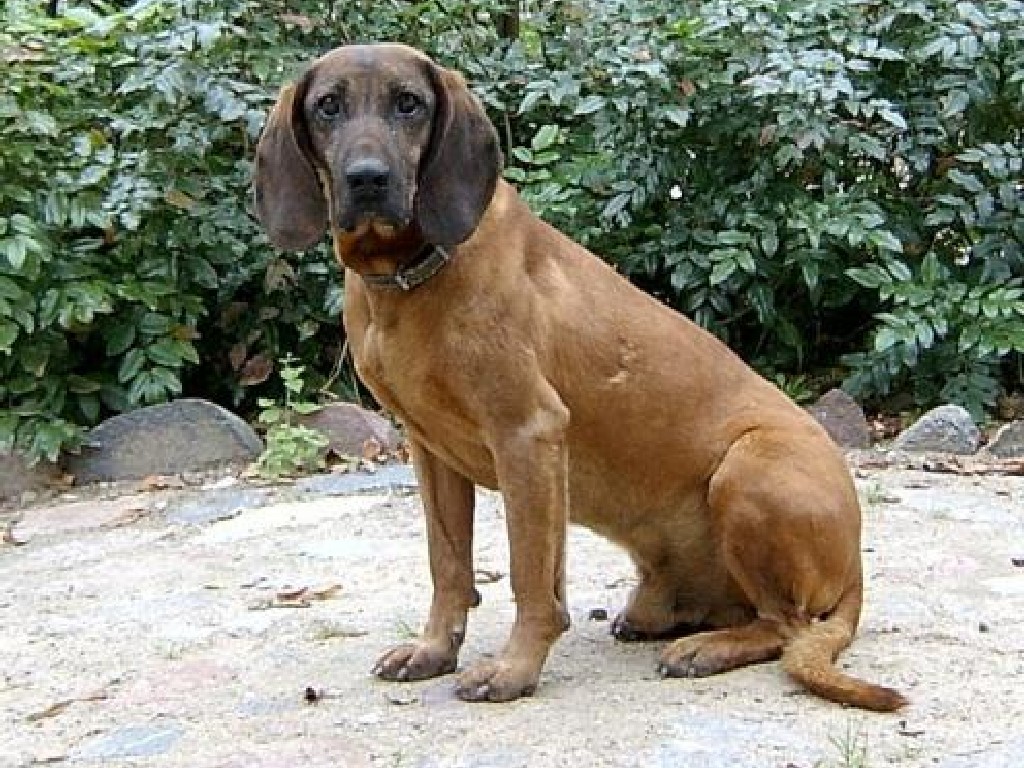 what do you feed a bavarian mountain hound