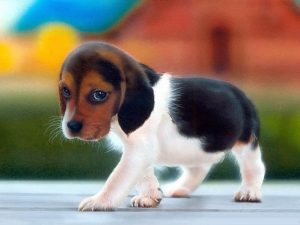 Beagle – Facts, Puppy, Temperament, Characteristics