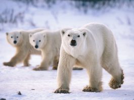 Bears