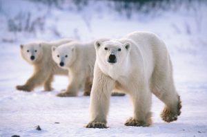 Bears