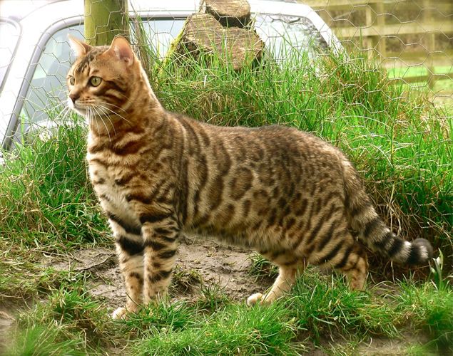 Bengal Cat - Facts, Pictures, Information, Rescue 