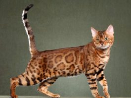 Bengal Cat