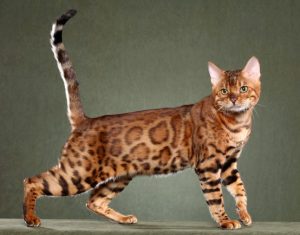 Bengal Cat