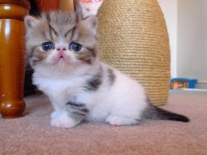 Exotic Shorthair – Kittens, Price, Breeders