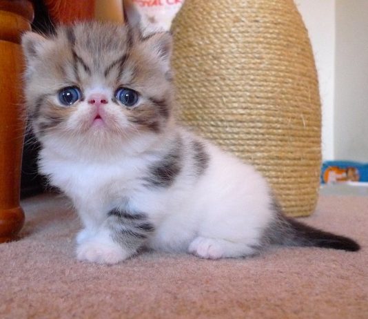 Exotic Shorthair