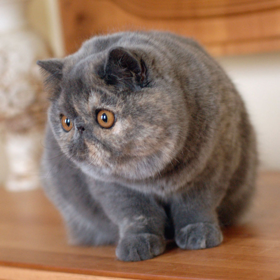 exotic shorthair tabby