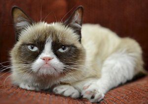 Grumpy Cat