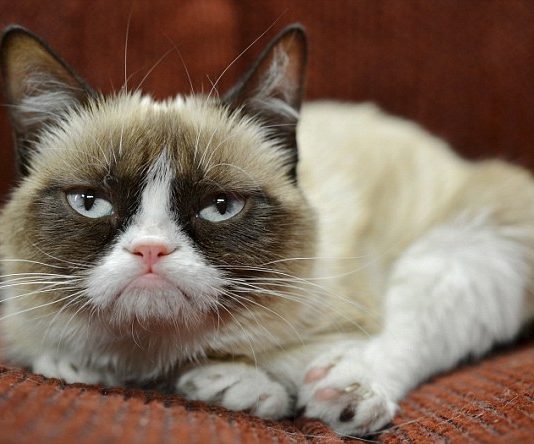 Grumpy Cat