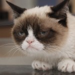 Grumpy Cat