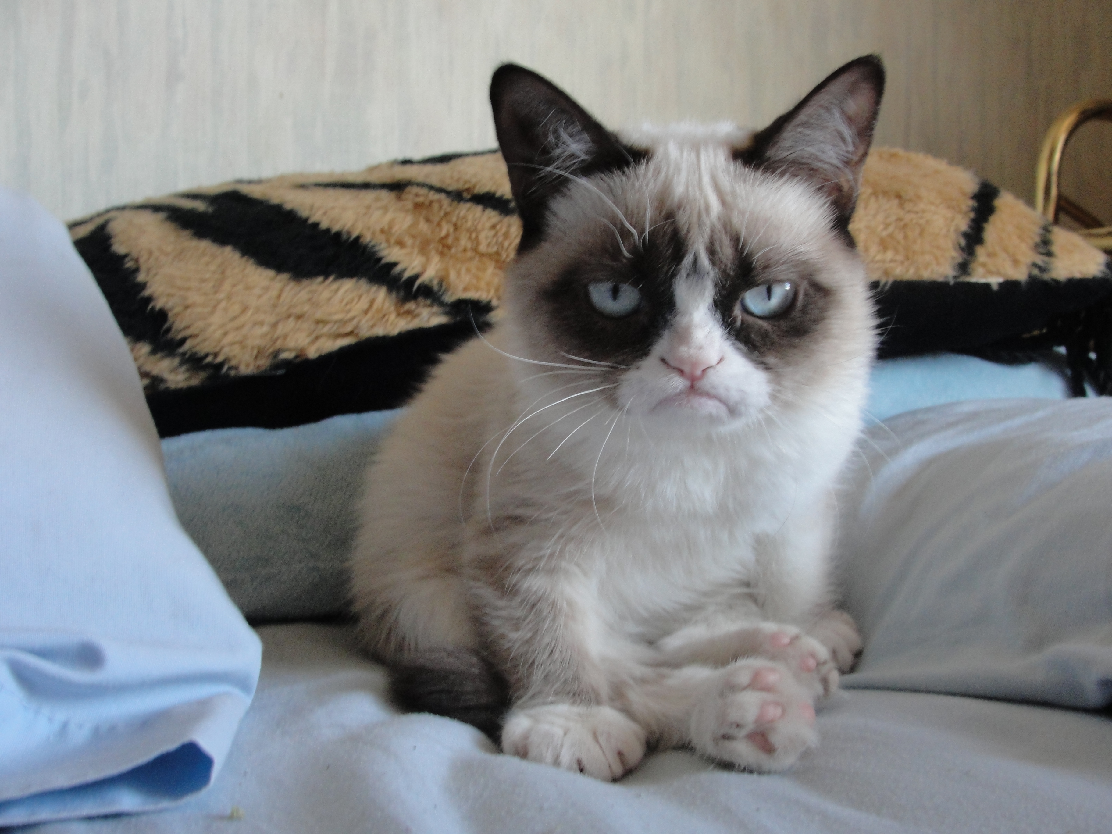 what-kind-of-cat-is-grumpy-15-things-your-boss-needs-to-know-about