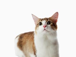 Munchkin Cat
