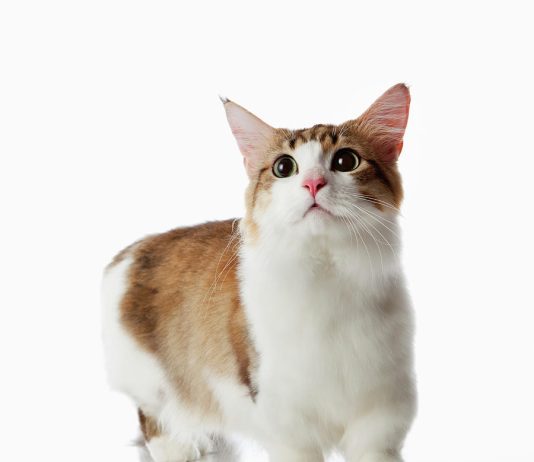 Munchkin Cat
