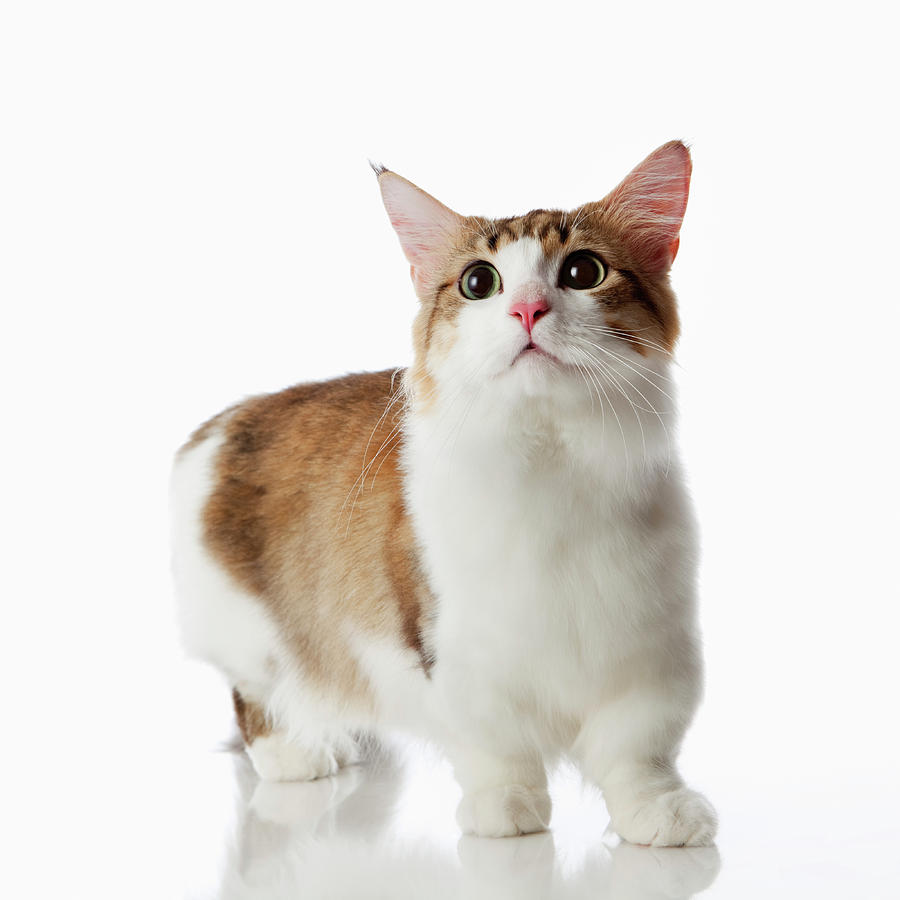 ginger munchkin cats