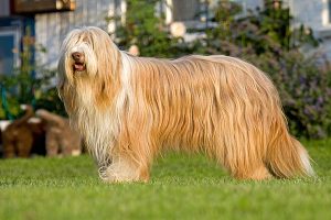 Bearded Collie