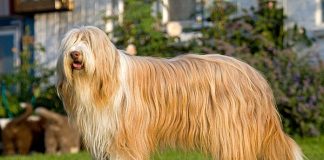 Bearded Collie