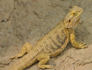 Bearded Dragon : Pet, Diet, Lifespan, Lifecycle