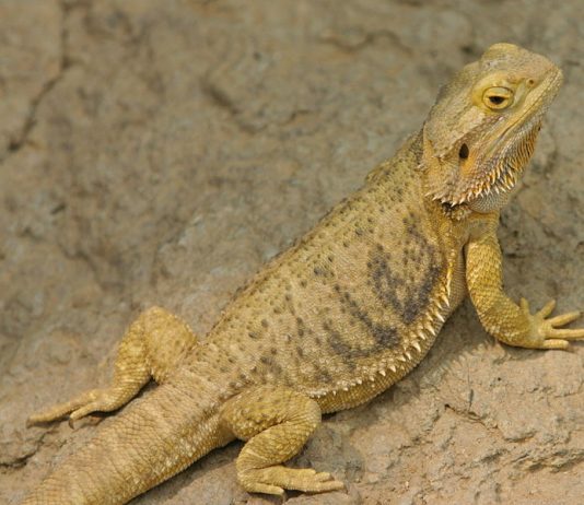 Bearded Dragon
