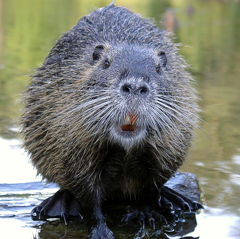 Beavers - Facts, Characteristics, Info, Pictures, Behavior, Breeding |  Animals Adda
